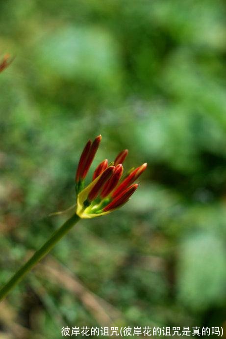 彼岸花的诅咒(彼岸花的诅咒是真的吗)