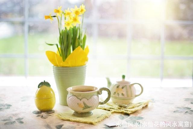 水仙风水(水仙花的风水寓意)