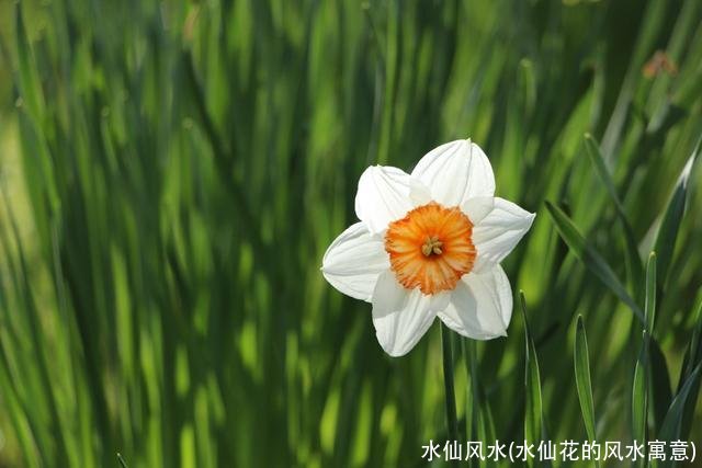 水仙风水(水仙花的风水寓意)
