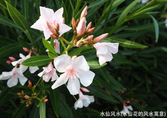 水仙风水(水仙花的风水寓意)