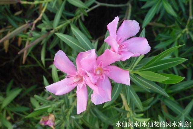 水仙风水(水仙花的风水寓意)