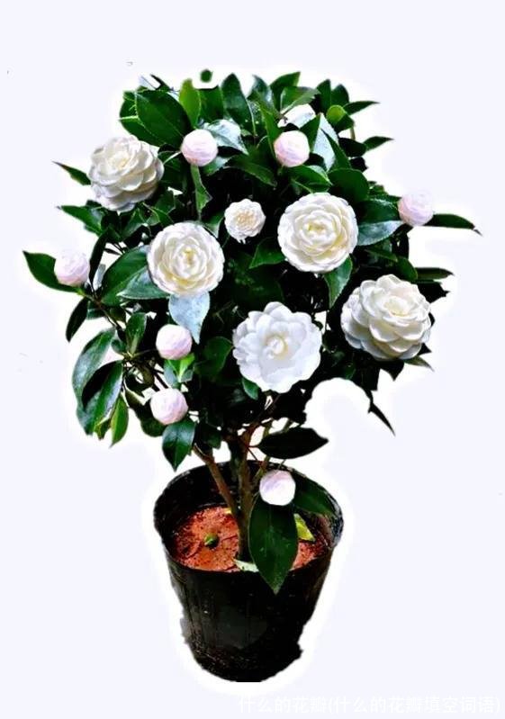 什么的花瓣(什么的花瓣填空词语)