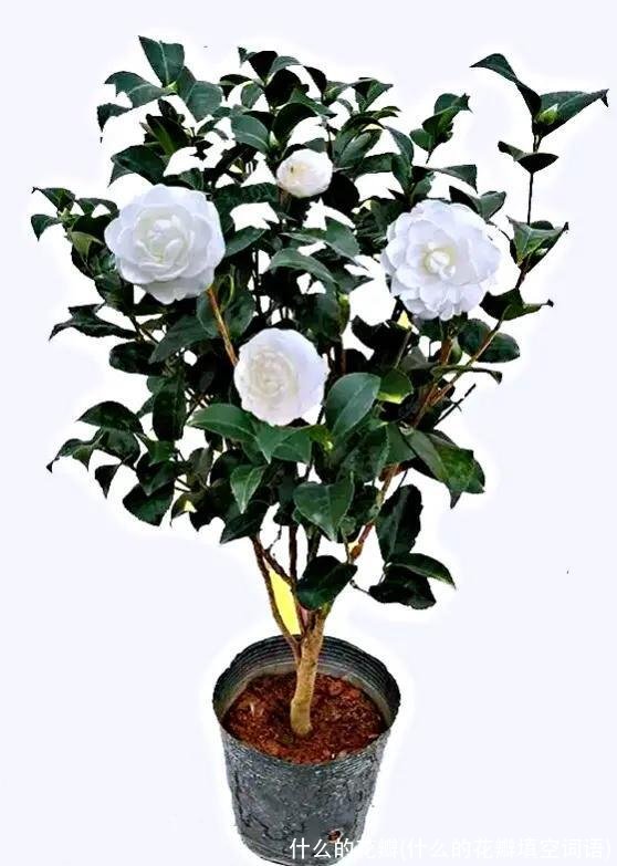 什么的花瓣(什么的花瓣填空词语)