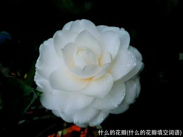 什么的花瓣(什么的花瓣填空词语)