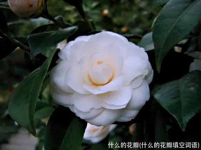 什么的花瓣(什么的花瓣填空词语)