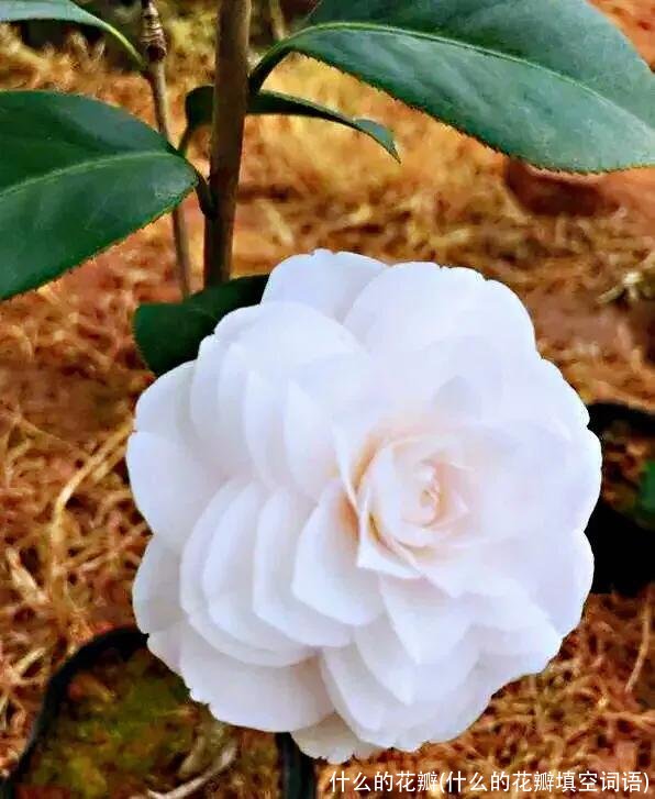 什么的花瓣(什么的花瓣填空词语)