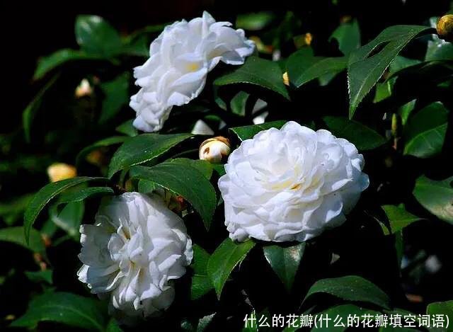 什么的花瓣(什么的花瓣填空词语)