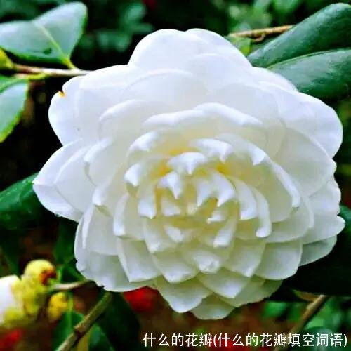什么的花瓣(什么的花瓣填空词语)