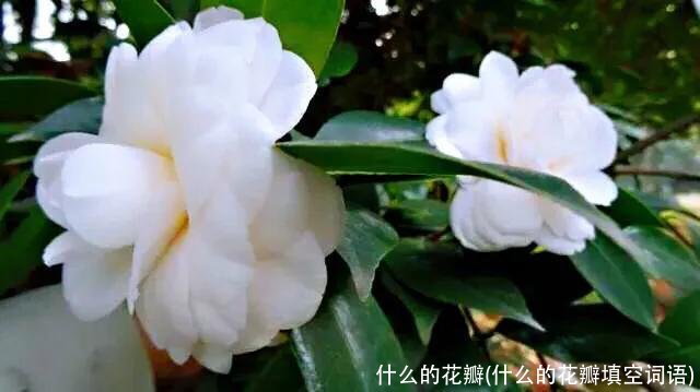 什么的花瓣(什么的花瓣填空词语)