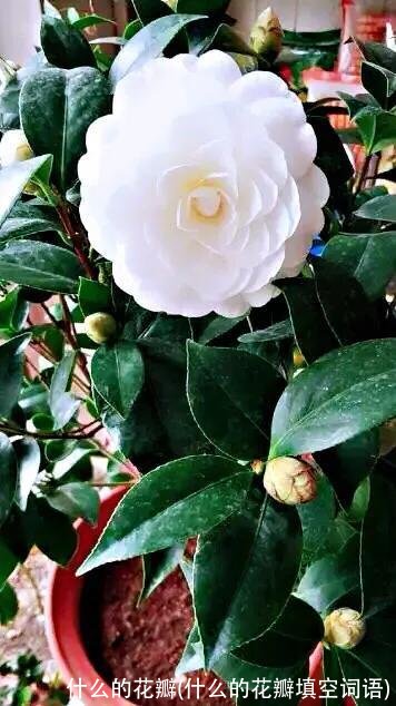 什么的花瓣(什么的花瓣填空词语)