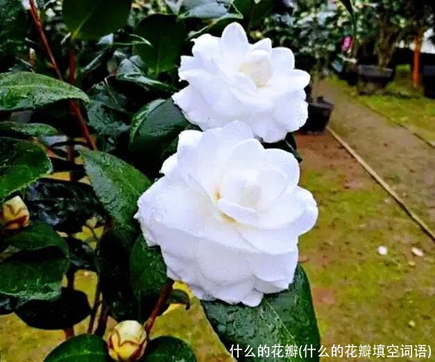 什么的花瓣(什么的花瓣填空词语)