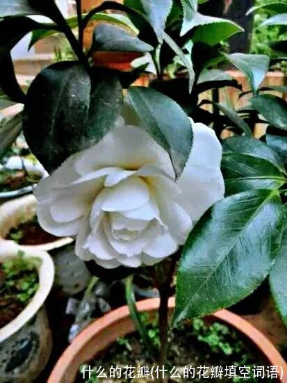 什么的花瓣(什么的花瓣填空词语)