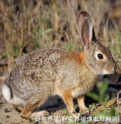 野兔养殖(野兔养殖成本与利润)