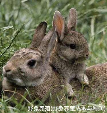 野兔养殖(野兔养殖成本与利润)