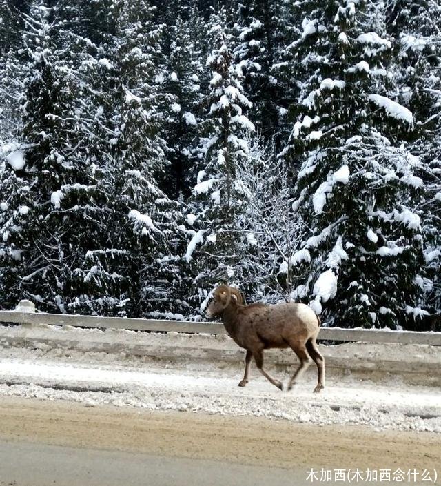 木加西(木加西念什么)