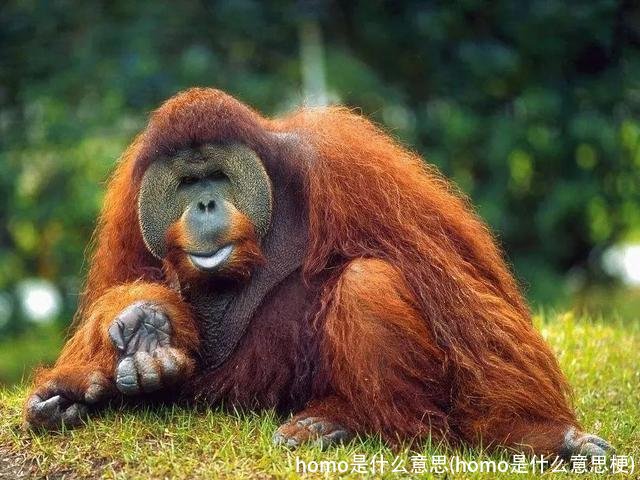 homo是什么意思(homo是什么意思梗)