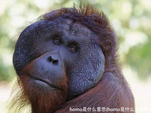 homo是什么意思(homo是什么意思梗)