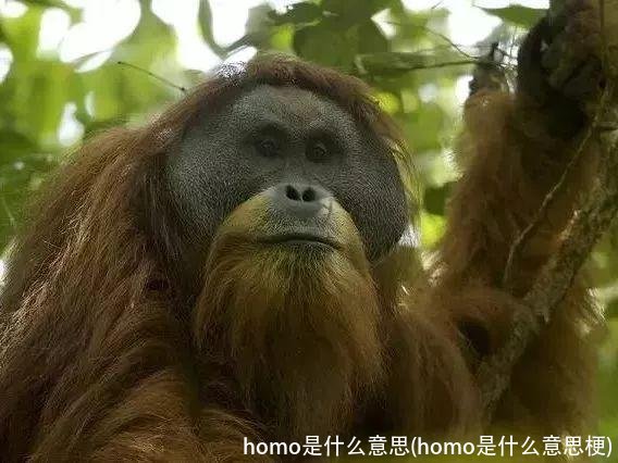 homo是什么意思(homo是什么意思梗)