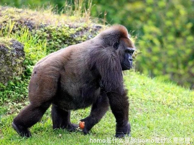 homo是什么意思(homo是什么意思梗)