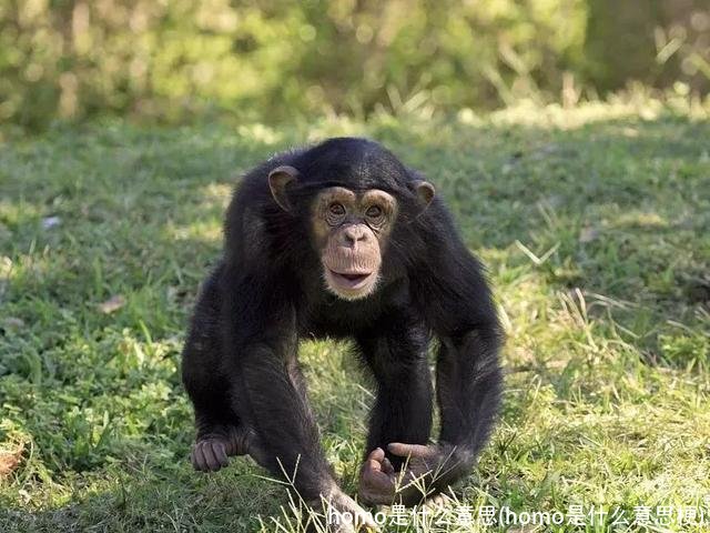 homo是什么意思(homo是什么意思梗)