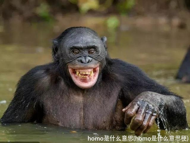 homo是什么意思(homo是什么意思梗)