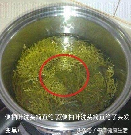 侧柏叶洗头简直绝了(侧柏叶洗头简直绝了头发变黑)