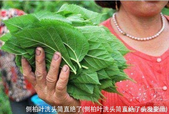 侧柏叶洗头简直绝了(侧柏叶洗头简直绝了头发变黑)