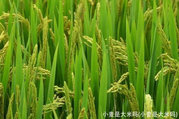 小麦是大米吗(小麦是大米吗)