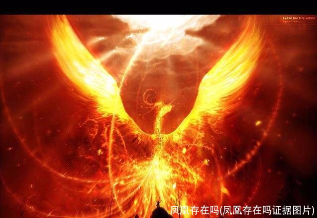 凤凰存在吗(凤凰存在吗证据图片)