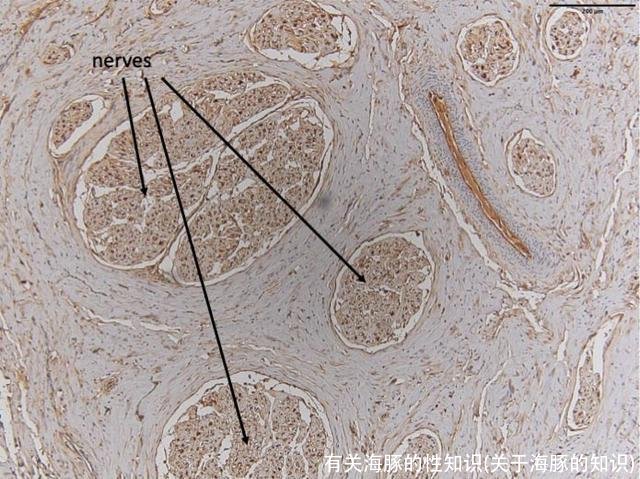 有关海豚的性知识(关于海豚的知识)