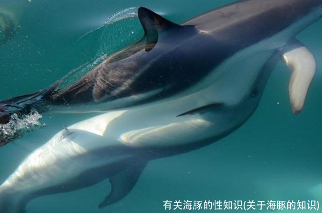有关海豚的性知识(关于海豚的知识)