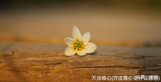 万法唯心(万法唯心是什么意思)