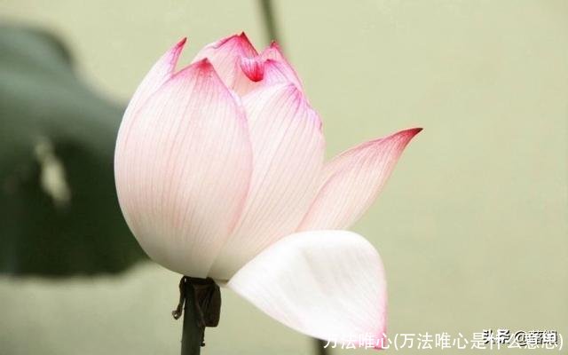 万法唯心(万法唯心是什么意思)