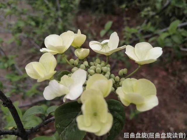 屈曲盘旋(屈曲盘旋读音)