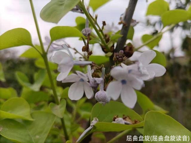 屈曲盘旋(屈曲盘旋读音)