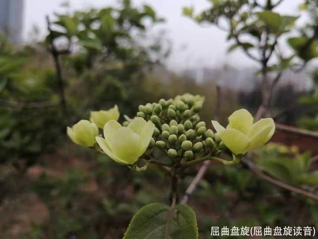 屈曲盘旋(屈曲盘旋读音)