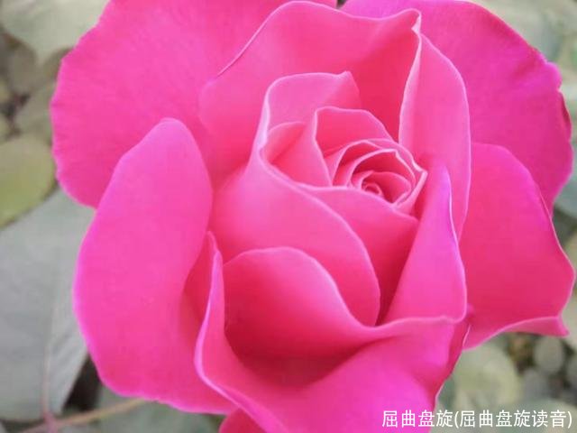 屈曲盘旋(屈曲盘旋读音)