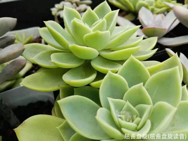 屈曲盘旋(屈曲盘旋读音)