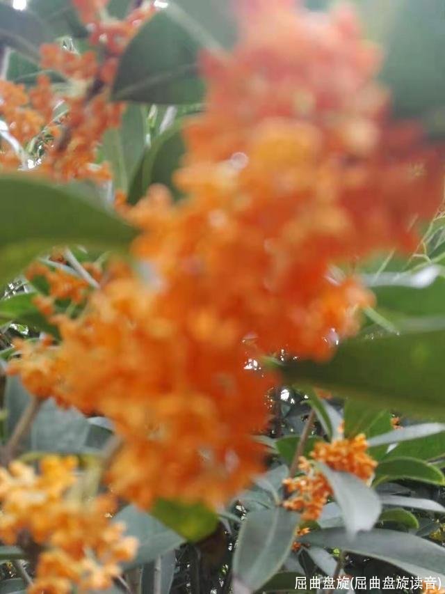 屈曲盘旋(屈曲盘旋读音)