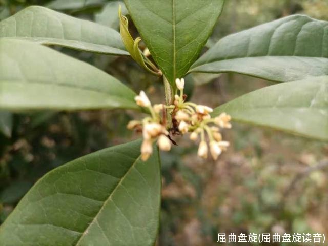 屈曲盘旋(屈曲盘旋读音)