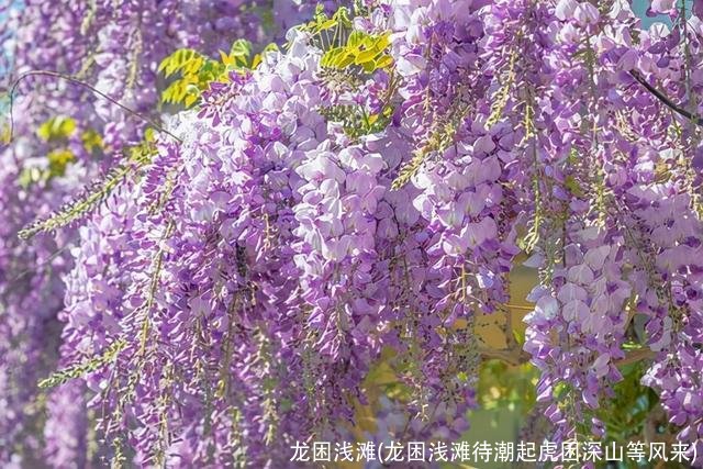 龙困浅滩(龙困浅滩待潮起虎困深山等风来)