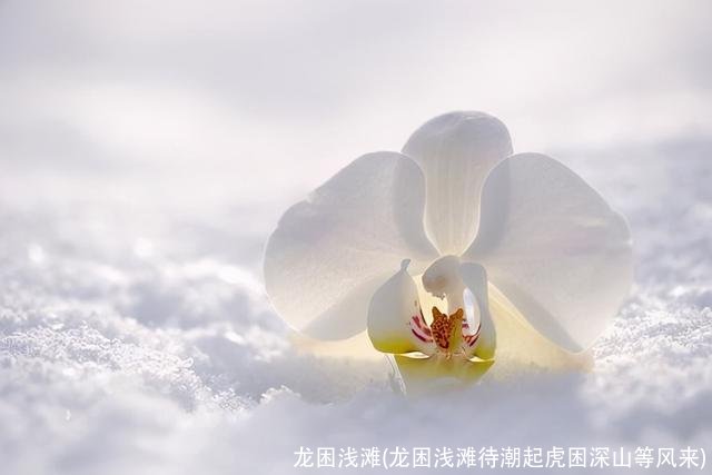 龙困浅滩(龙困浅滩待潮起虎困深山等风来)