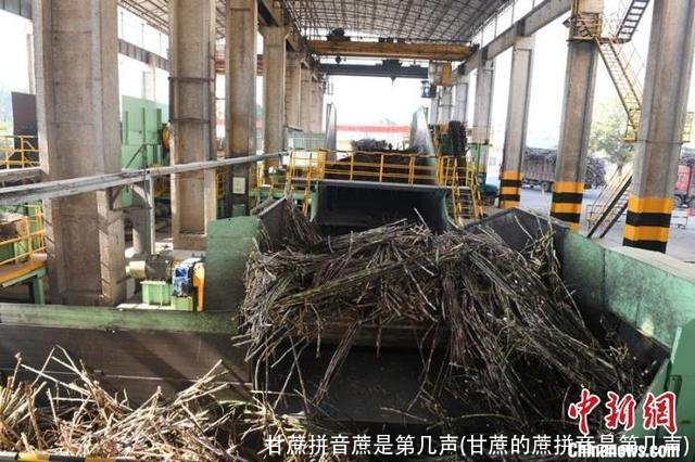 甘蔗拼音蔗是第几声(甘蔗的蔗拼音是第几声)