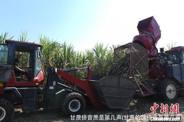 甘蔗拼音蔗是第几声(甘蔗的蔗拼音是第几声)
