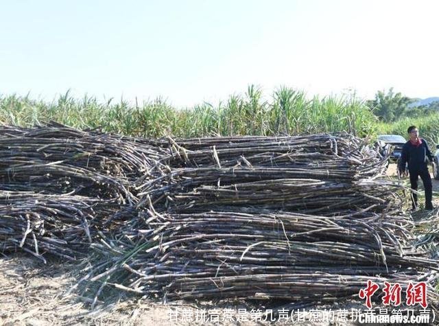 甘蔗拼音蔗是第几声(甘蔗的蔗拼音是第几声)