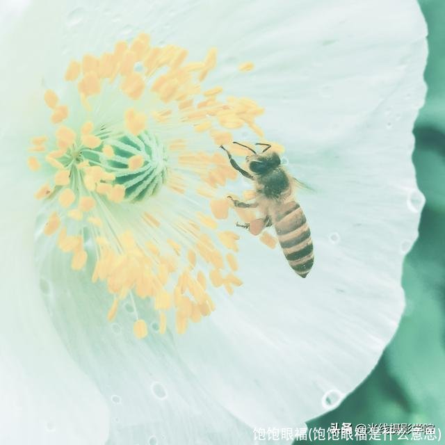 饱饱眼福(饱饱眼福是什么意思)