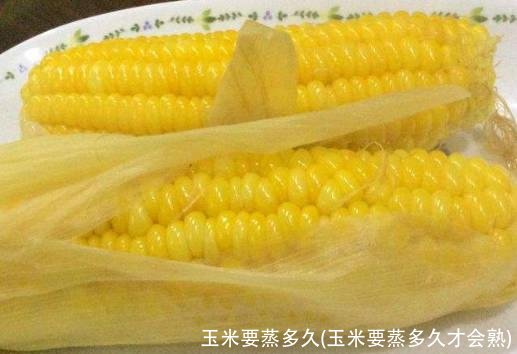 玉米要蒸多久(玉米要蒸多久才会熟)