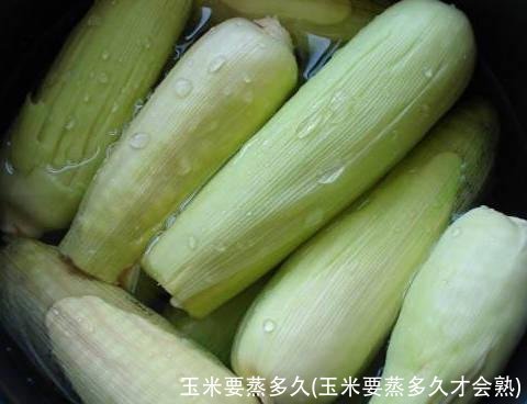玉米要蒸多久(玉米要蒸多久才会熟)