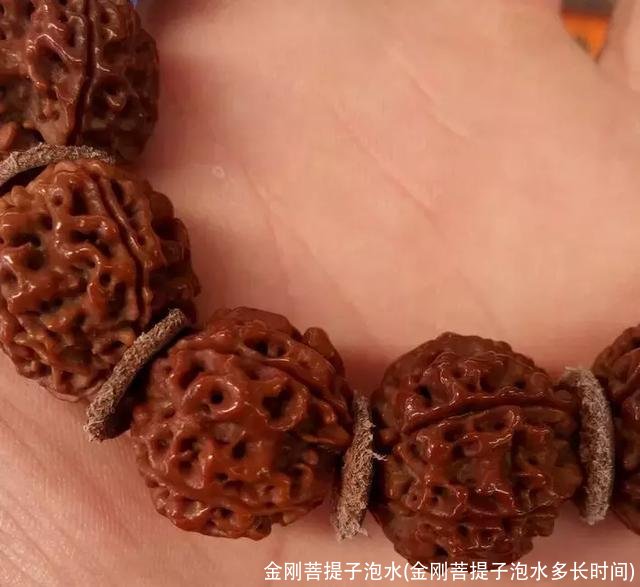 金刚菩提子泡水(金刚菩提子泡水多长时间)