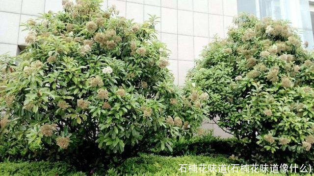 石楠花味道(石楠花味道像什么)